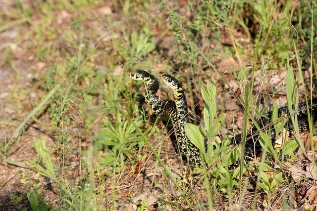 Lotta tra Coluber viridiflavus - Hierophis viridiflavus